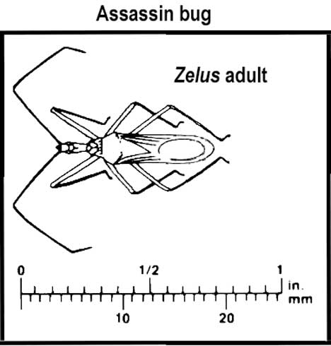 Appearance and relative size of adult assassin bug, Zelus sp.