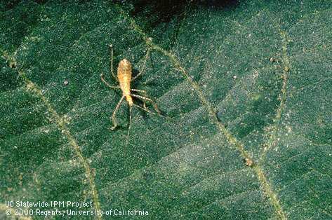 Assassin bug, <i>Zelus</i> sp., nymph.