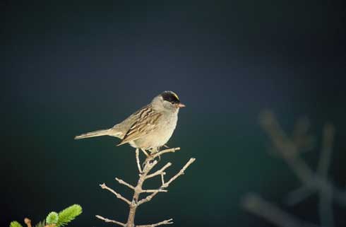 Golden crowned sparrow, <i>Zonotrichia atricapilla.</i>.