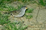 White-crowned sparrow