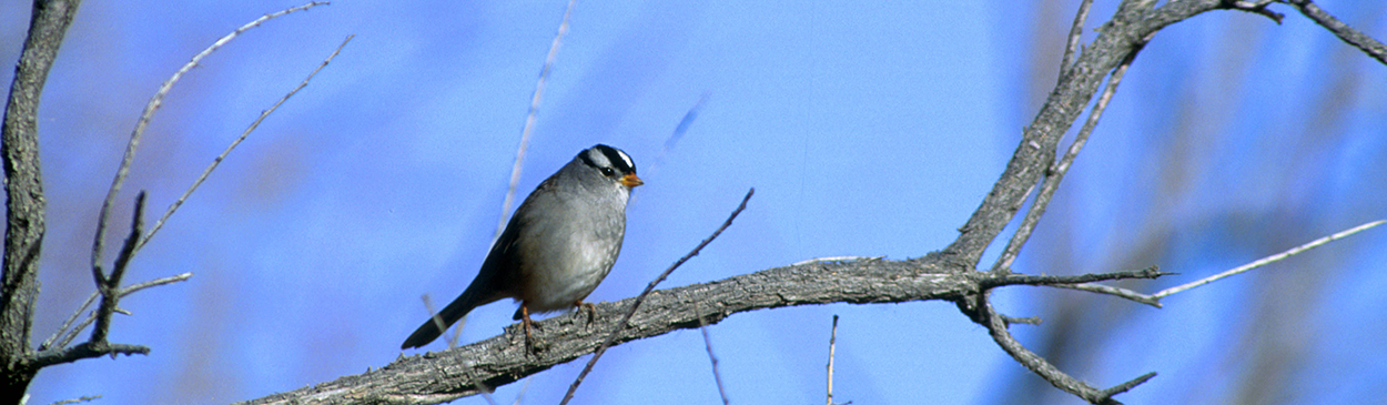 White-crowned sparrow, Zonotrichia leucophyrys.