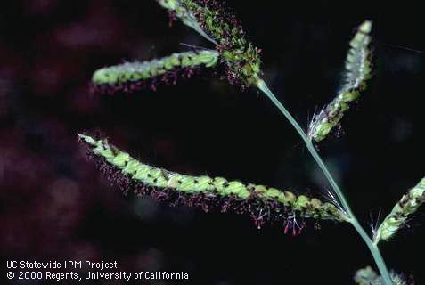 Dallisgrass flower, <I>Paspalum dilatatum</I><TT>.</TT>.