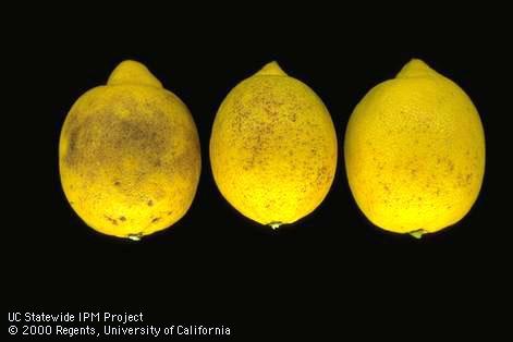 Dark specks of the Septoria spot fungus, <i>Septoria citri</i>, growing to a differing extent on the rinds of lemons.