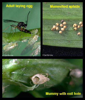 Life stages of aphidius spp. 