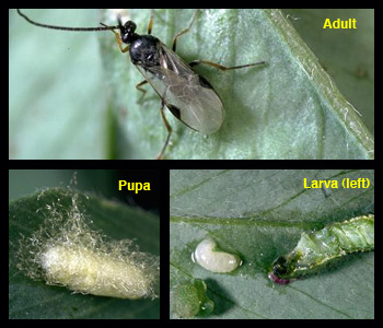 Life stages of Cotesia medicaginis