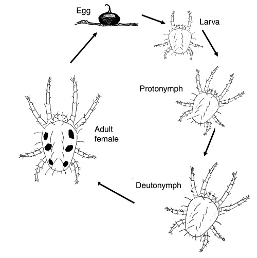 Sixspotted mites life stages