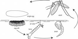 The mosquito life cycle. Egg rafts are typically dark and smaller than a pinhead. Larvae and pupae are about the size of a grain of rice, or, slightly larger.