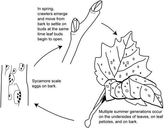 Life cycle of sycamore