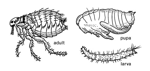 Life stages of the Flea