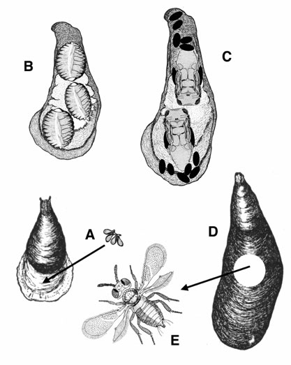 Life cycle of an armored scale
parasite.