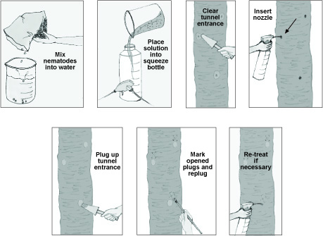 Applying beneficial nematodes for the control of tree borers. 