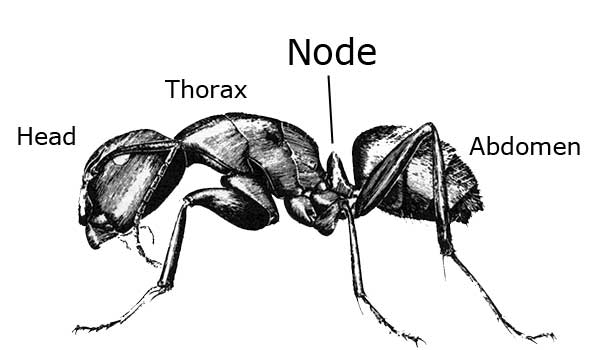 Ant with one petiole node