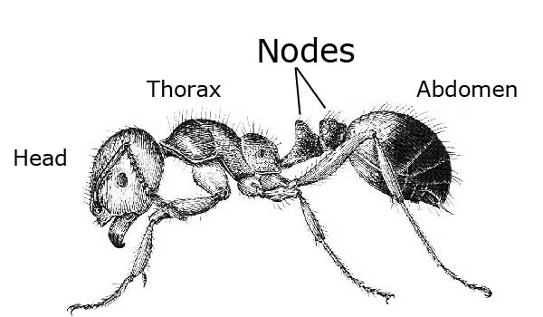 Ant with one petiole node