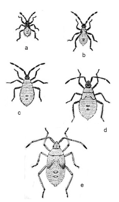 Five stages of nymphs, from newly hatched to mature of the squash bug, <i>Anasa tristis.</i>
