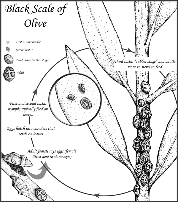 Life cycle of black scale, Saissetia oleae.