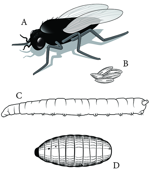 Eye gnat life cycle: adult (A), eggs (B), larva (C), and pupa (D).