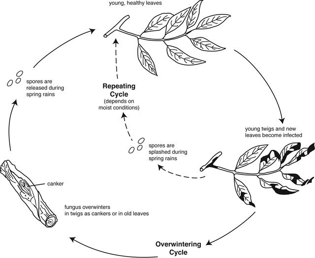 Anthracnose disease cycle on Modesto ash.