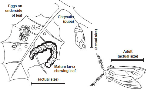 Illustration life cycle of California
      oakworm.