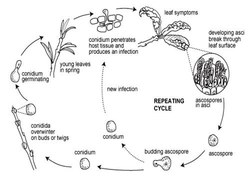 Leaf curl disease cycle