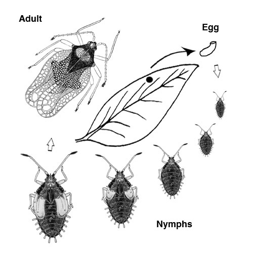 Illustration - Lace bug life cycle