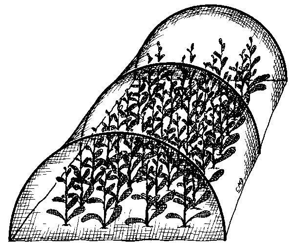 Wires or plastic hoops hold up screening that excludes insects from small plants.