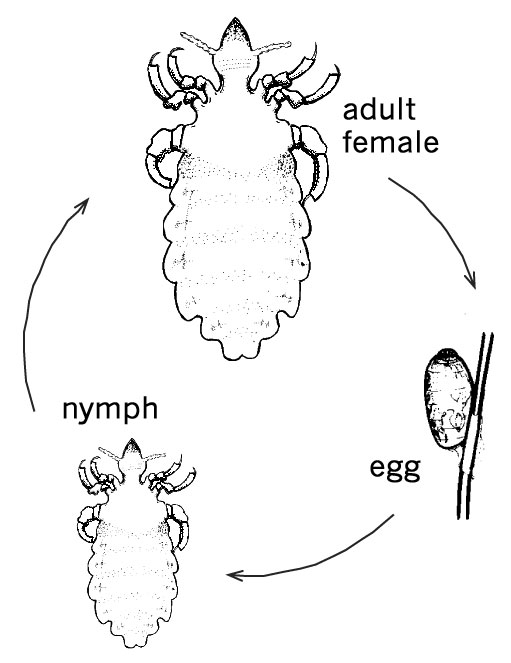 Life cycle of head louse.