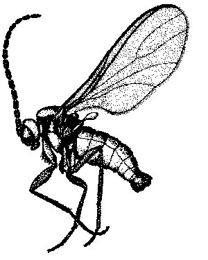 A Y-shaped wing vein distinguishes common fungus gnats 