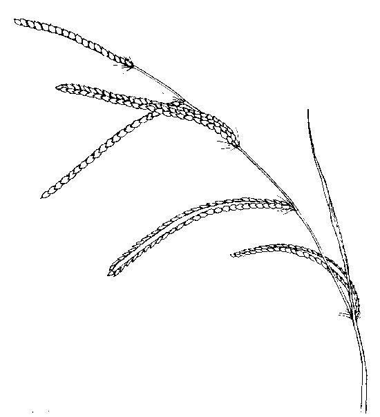 dallisgrass