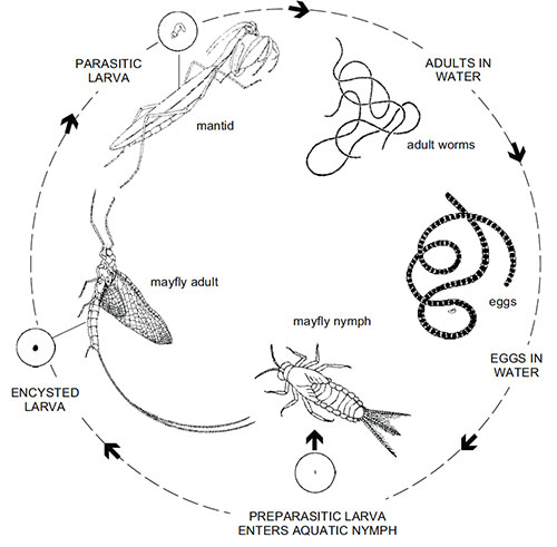 An example of a horsehair worm life cycle. 