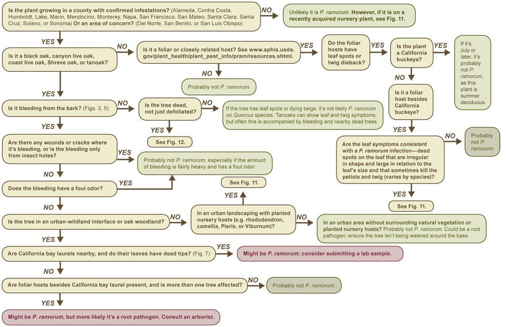Determining the presence of Phytophthora ramorum in wild areas or landscapes.