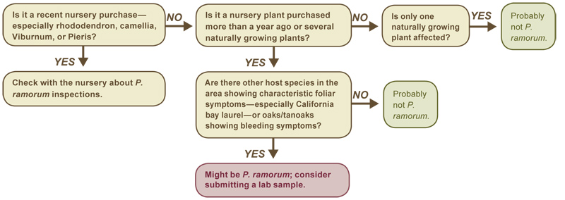 Evaluating recent nursery purchases and naturally growing plants for Phytophthora ramorum