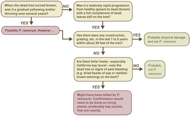 Evaluating dead trees for Phytophthora ramorum.