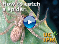 Jumping Spiders - School IPM - USU Extension