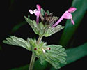 Henbit