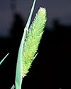 Hood canarygrass