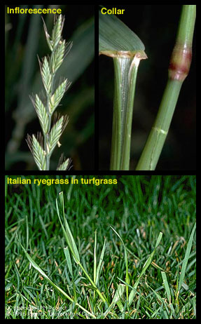 Italian ryegrass