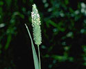 Littleseed canarygrass