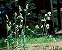 Orchardgrass