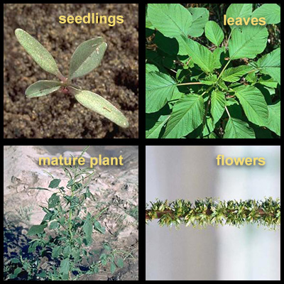 Life stages of Palmer Amaranth 