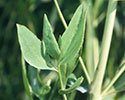 Perennial pepperweed