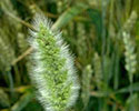 Rabbitfoot polypogon