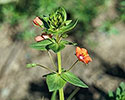 Scarlet pimpernel