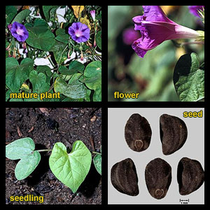 Life stages of Morningglories