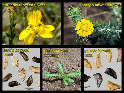 Life stages of Tarweeds