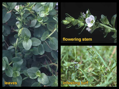 Life stages of thymeleaf speedwell