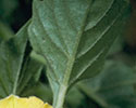 Tomatillo groundcherry