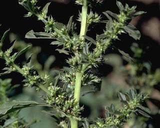 Tumble pigweed