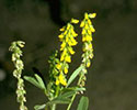 Yellow sweetclover