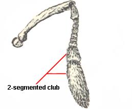 2-segmented club