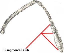 3-segmented club